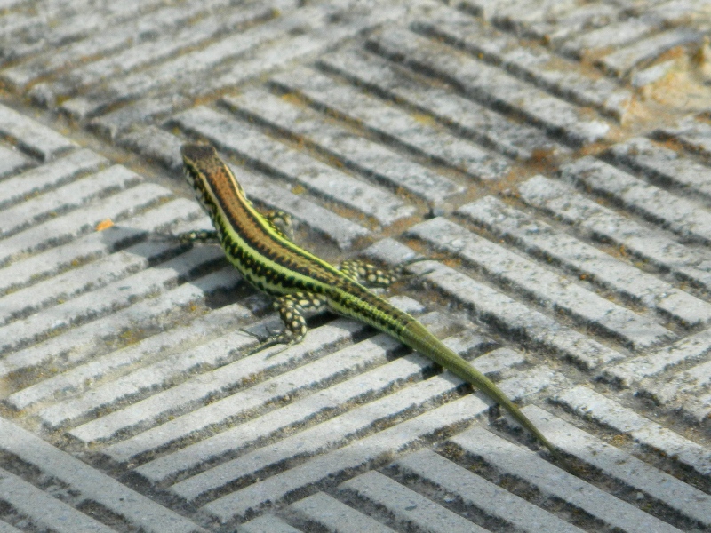 Podarcis tiliguerta